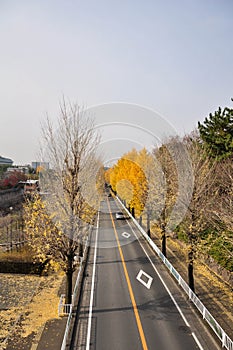 Road in Autumn ,Osaka Japan (1)