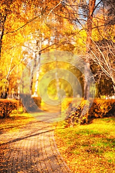 The road in the autumn park. Blurred autumn landscape