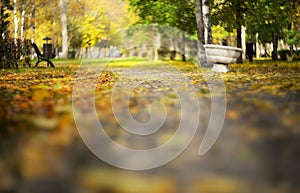 The road in the autumn park. Blurred autumn landscape