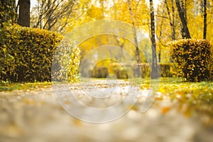 The road in the autumn park. Blurred autumn landscape