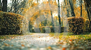 The road in the autumn park. Blurred autumn landscape