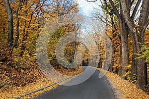 The road in the autumn park, the roadsides are strewn with fallen leaves