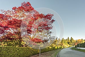 Road on autumn street with trees and fallen leaves, green fence