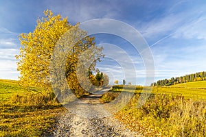 Cesta s jesenným stromom pri sedle Beskyd na Slovensku