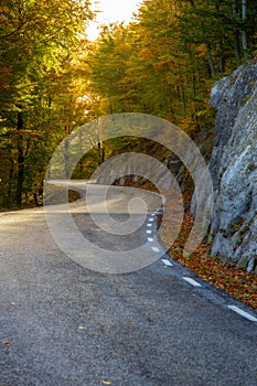 Road on the autumnal beech forest, mountain Montseny