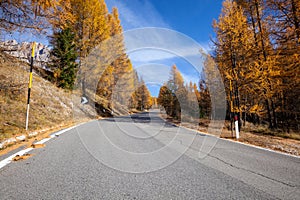 Road in the autumnal forest.