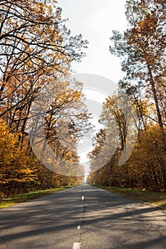 Road in the autumnal forest. Autumn landscape