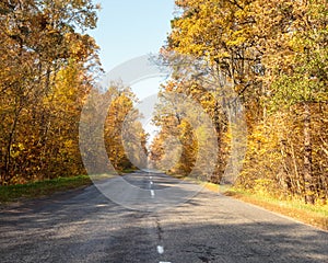 Road in the autumnal forest. Autumn landscape