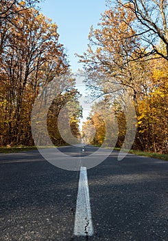 Road in the autumnal forest. Autumn landscape