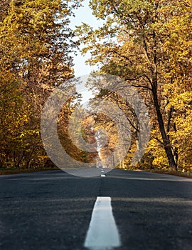 Road in the autumnal forest. Autumn landscape