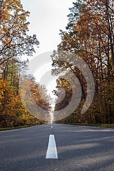 Road in the autumnal forest. Autumn landscape