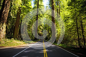 Road through the Avenue of the Giants Forest Views, Humboldt Redwoods State Park, California