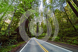 Road through Avenue of Giants in Redwoods of California