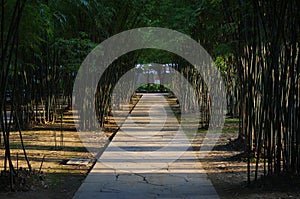 The road with bamboo