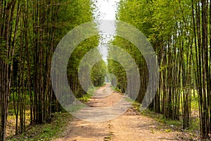 The road with the bamboo along the way