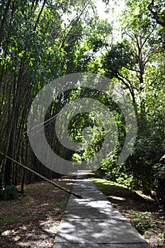 Road and Bamboo in Cairns Botanical Garden