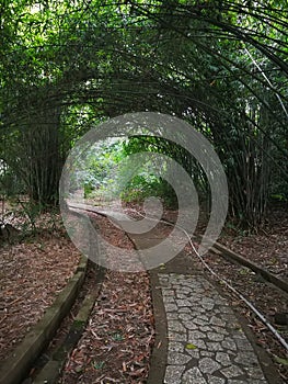 Road in bamboo forest