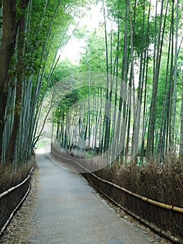 Road in bamboo forest