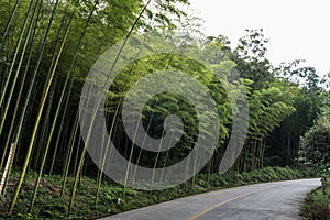 Road through bamboo forest
