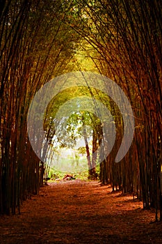 Road through bamboo forest and light end the end of tunnel