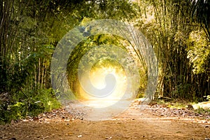 Road through bamboo forest and light end the end of tunnel
