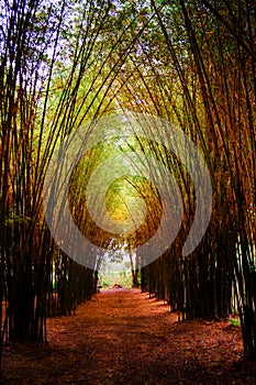 Road through bamboo forest and light end the end of tunnel