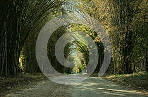 Road with bamboo tunnel in forest