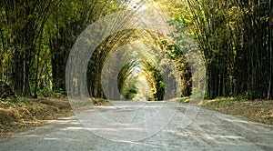 Road with bamboo tunnel in forest : summer