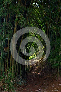 The road between the bamboo photo