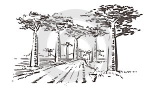 Road through baobab trees, Madagascar. Hand drawn Madagascar sketch illustration