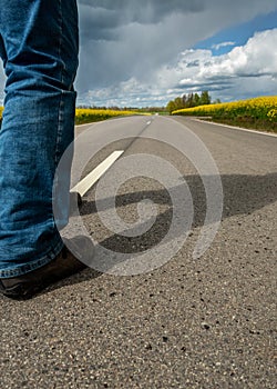 Road beatween canola fields
