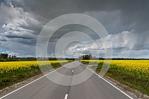 Road beatween fields