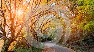 Road into the beautiful forest. Autumn Landscape.