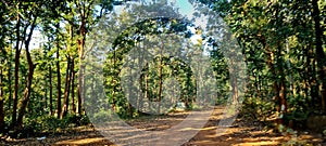 A road through a beautiful forest few kilometers away in Raigarh district of Chhatisgarh.