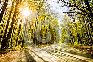 Road in beautiful forest with sun