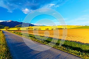 Road in a beautiful land with meadows and blooming field. And snow mountain in background. Slovakia, Central Europe