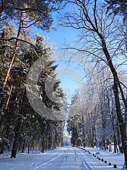 Road and beautiful snowy trees in winter, Lithuania