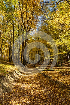 Road through beautiful sunny colorful autumn forest under blue sky