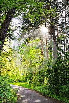 Road through beautiful and wild forest with sunlight through trees, Path through dense pine forest und blue sky and sunshine