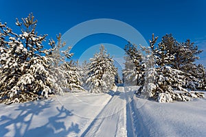 Road through a beautiful winter pine forest in a snow