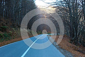 The road and beech forest.