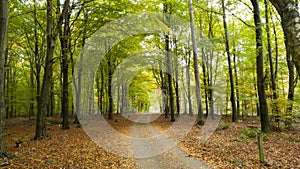 Road through beech tree forest during spring or autumn in Skåne Sweden