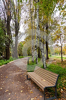 Road and bench covered with yellow fallen leaves in autumn park