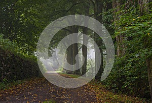 road and big trees in fog,  mystical foggy forest