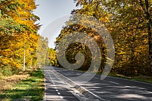 The road and the bike path through the autumn forest