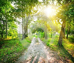 Road in a birch forest