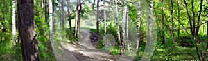 Road through birch forest -- summer landscape, panorama