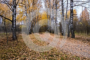 A road among a birch forest with yellow leaves on an autumn cloudy day