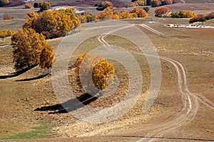 Road and birch trees in upland field