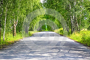 Road in birchwood in summer